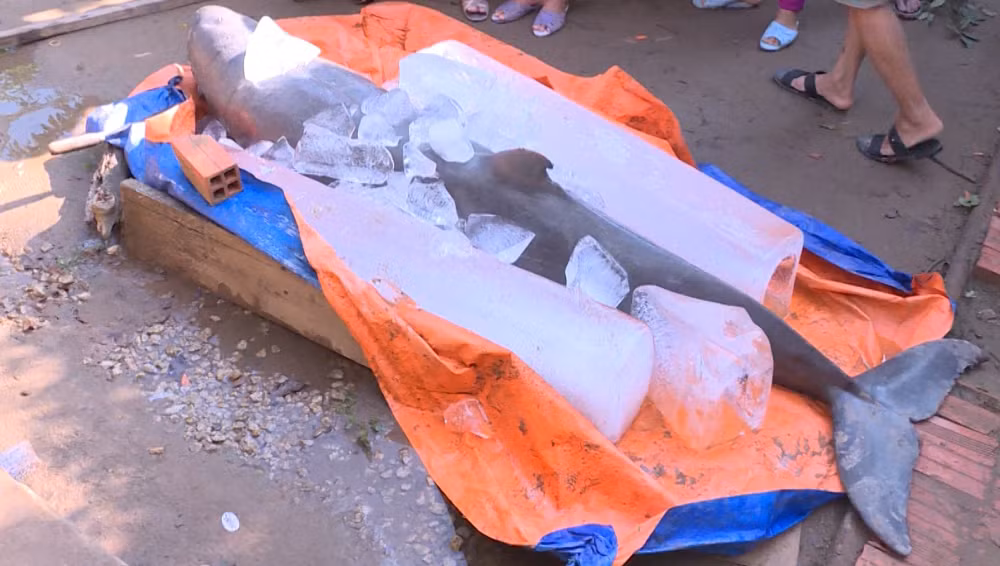 Tan mat ca la 150kg vua bat duoc o Ben Tre