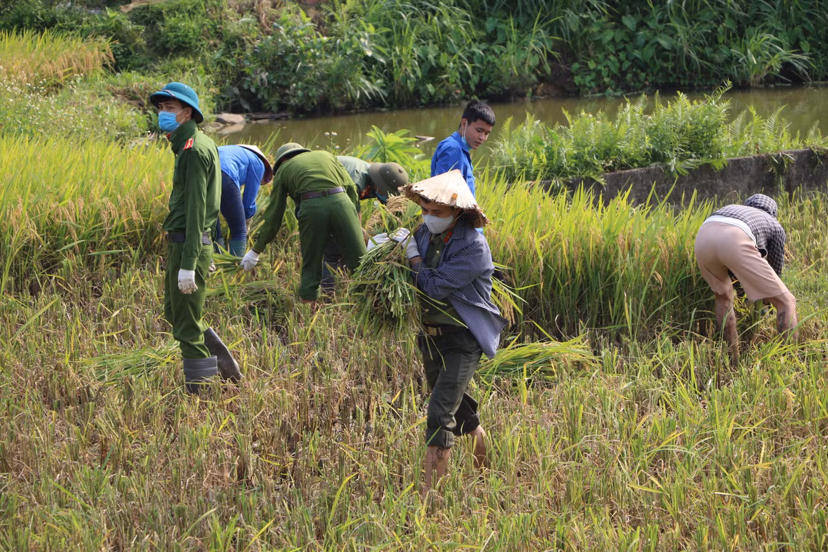 Đoàn thanh niên Công an huyện Sông Lô đã tham mưu lãnh đạo đơn vị phối hợp Huyện đoàn tổ chức chương trình tình nguyện xuống đồng thu hoạch lúa giúp các hộ gia đình trên và được 100% đoàn viên thanh niên Công an huyện hăng hái tham gia hưởng ứng. 