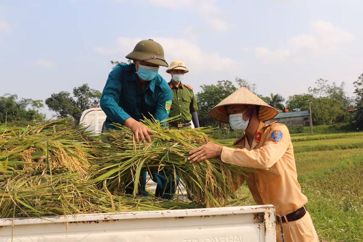 Trung úy Nguyễn Duy Tuấn, Phó Bí thư Chi đoàn Công an huyện Sông Lô chia sẻ, khi biết được thông tin một số hộ gia đình gặp khó khăn trong việc thu hoạch lúa do lao động chính của gia đình đang thuộc diện F1, F2, phải cách ly y tế theo quy định. 