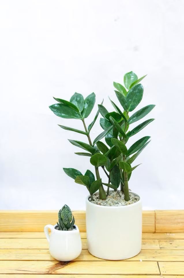 Chính vì vậy kim tiền được đánh giá là loại cây đem đến tài lộc, sức khỏe cho gia chủ. Đặc biệt kim tiền nở hoa, gia chủ càng đắc lộc. Nên đặt cây kim tiền ở hướng Đông, Đông - Nam trong nhà, phòng họp, văn phòng...
