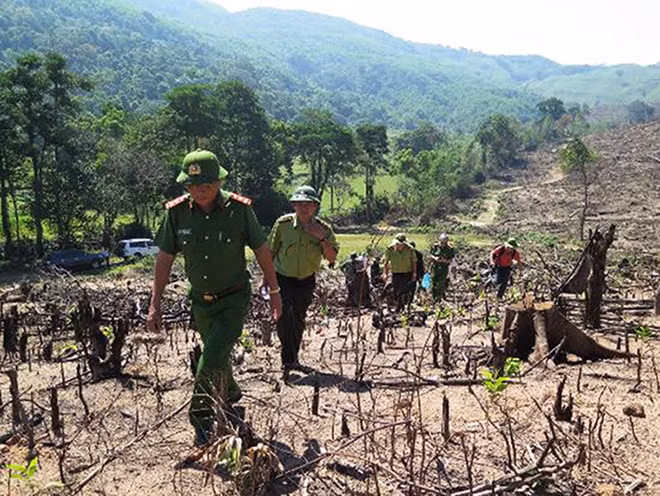 Thu tuong yeu cau dieu tra vu pha rung quy mo lon o Binh Dinh