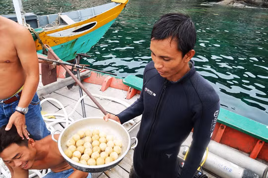 Chuyện lạ: Rùa đẻ trứng dưới nước Chuyen la: Rua de trung duoi nuoc