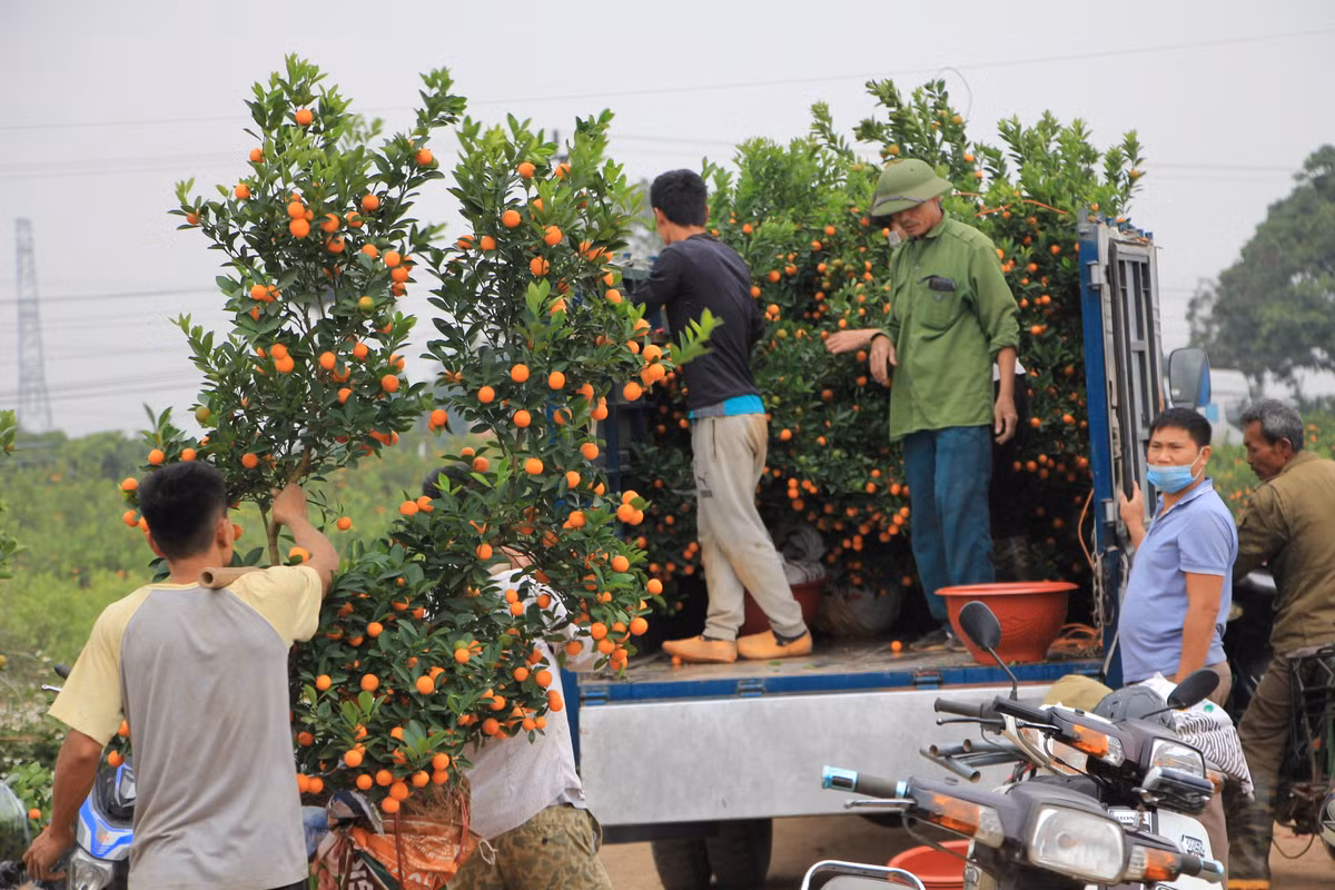 Những năm trước đây, vựa quất Mễ Sở luôn "cháy hàng" từ đầu tháng 12 âm lịch. Tuy nhiên, tính đến thời điểm hiện tại (22/12 âm lịch), hàng chục nghìn gốc quất vẫn đang bị "ế" và dễ dàng tìm mua với giá rẻ hơn trước. Giá mua tại vựa hiện dao động từ 250 - 600 nghìn đồng/cây quất tùy vào kích thước, chủng loại