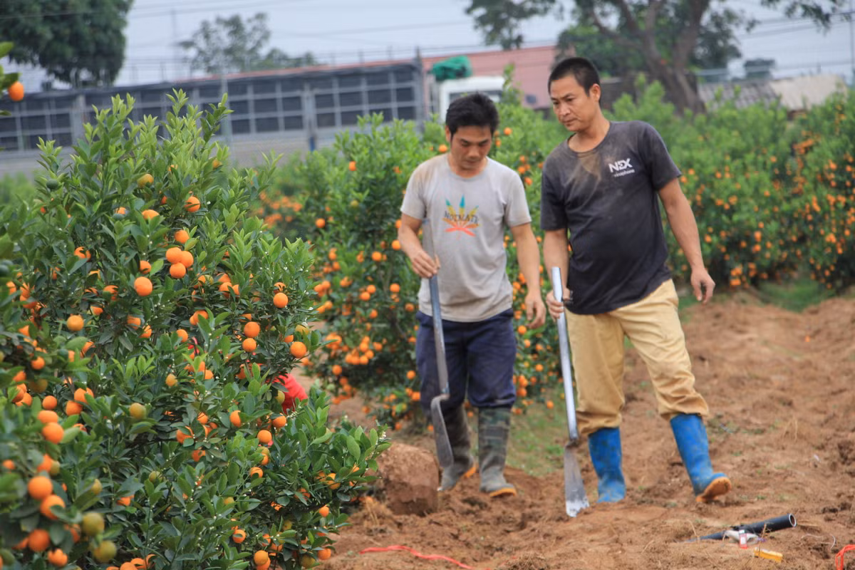 Chủ vựa quất Mễ Sở ngán ngẩm vì các gốc quất đã được đào lên nhưng không có người đến lấy