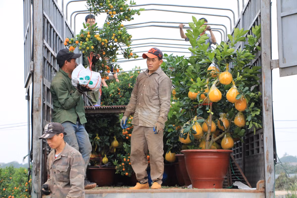 Chiếc xe tải mang biển kiểm soát Thanh Hóa tìm đến vựa quất Mễ Sở để thu mua chiều ngày 2/2. Đây là một trong số ít đơn hàng được giữ theo thỏa thuận ban đầu của chủ vựa với thương lái vì chưa bị ảnh hưởng bởi COVID-19