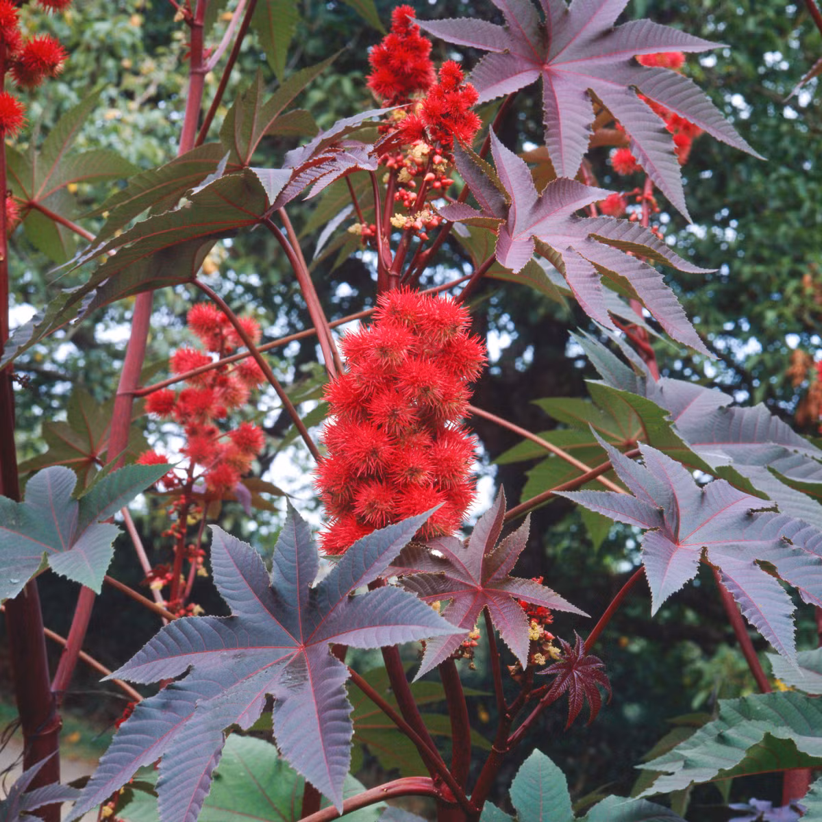 Cây Ricinus Communis còn được gọi là cây thầu dầu hay đu đủ tía. Hạt của Ricinus communis tạo ra dầu thầu dầu. Tuy nhiên, loài cây này còn chứa chất độc giết người ricin.