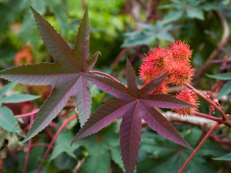 Theo các chuyên gia, cây Ricinus Communis có chứa chất độc gấp 6.000 lần xyanua.