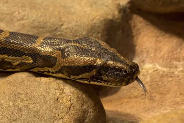 Theo các chuyên gia, con trăn mới phát hiện trong bụi cây ở TP HCM là cá thể trăn đất quý hiếm.