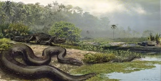 Titanoboa trở thành loài động vật có xương sống trên cạn lớn nhất sau khi loài khủng long tuyệt chủng.