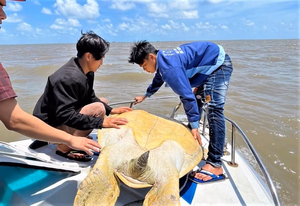 Cá thể Vích trên được cơ quan chức năng phát hiện tại hộ ông N.H.A (ngụ P.7, TP Cà Mau). Qua tuyên truyền, vận động, ông N.H.A đã giao nộp cá thể Vích trên cho cơ quan chức năng.