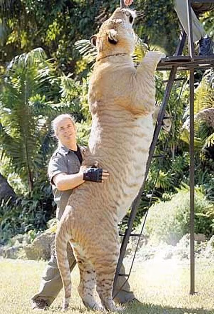 Để có cơ thể "khủng" như vậy, con sư hổ đực trưởng thành Hercules ăn khoảng 13,6 kg thịt mỗi ngày.