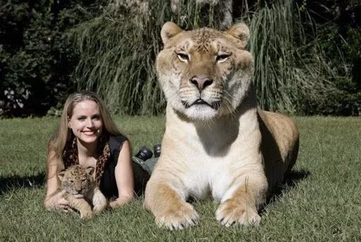 Hercules là con lai giữa sư tử đực và hổ cái. Nó hiện được nuôi tại Myrtle Beach Safari, khu bảo tồn động vật hoang dã ở Nam Carolina, Mỹ.