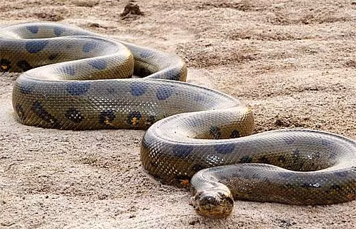 Một trong những thủy quái sông Amazon hung dữ nhất thế giới là trăn Anaconda. Loài này có lối sống lưỡng cư nhưng hiếm khi leo lên cây vì khối lượng cơ thể lớn. Loài trăn Anaconda sống chủ yếu trong môi trường nước và sinh sống trong các khu rừng mưa nhiệt đới.