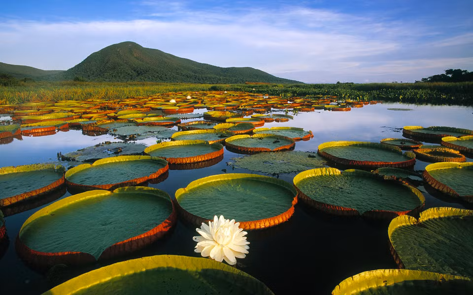 Nong tằm hay còn gọi Súng nia, Sen Amazon, Sen vua (Victoria amazonica) là một loài thực vật có hoa, kích thước lớn nhất của họ Súng 