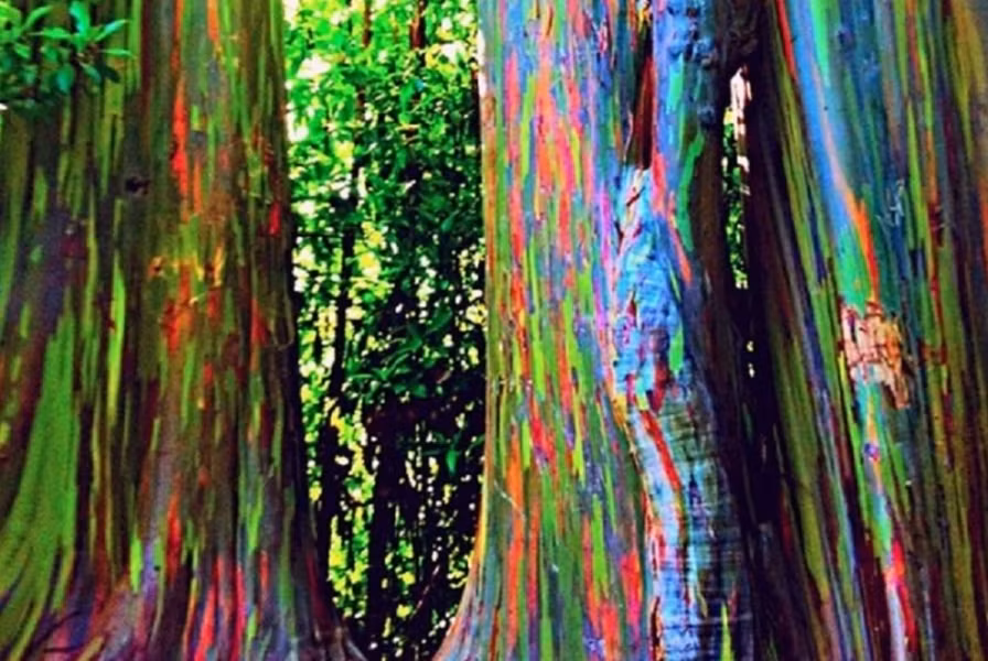 Bạch đàn Eucalyptus deglupta - Giống cây kỳ lạ này khi phát triển sẽ bong lớp vỏ ngoài, để lộ bên trong là những dải màu sắc xanh, đỏ, tím, vàng khác nhau...