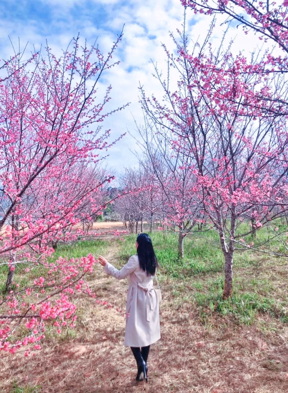 Den Dien Bien, ngo ngan voi sac hoa Anh Dao khoe tham-Hinh-4