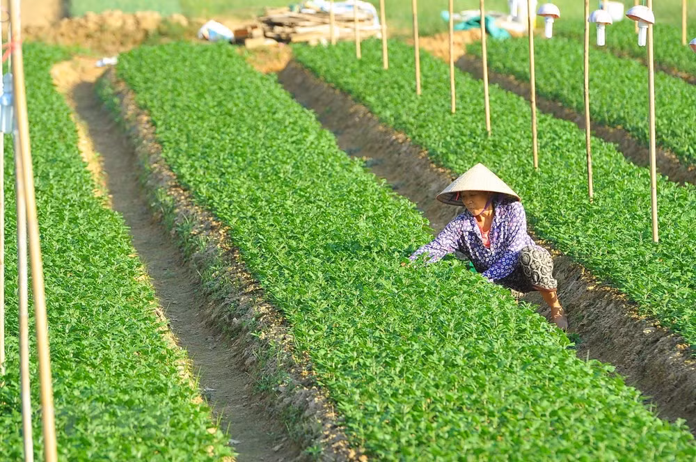 Các hộ trồng hoa ở xã Ninh Phúc (Ninh Bình) gieo trồng chăm sóc hoa vụ Tết.