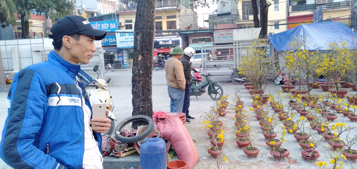 Anh Nguyễn Chí Linh (người bán mai vàng) cho biết, đa phần mai được nhập từ Bến Tre.