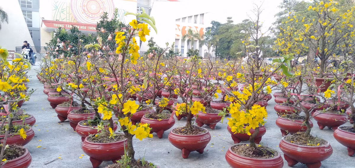 Những bông mai vàng khoe sắc rực rỡ.