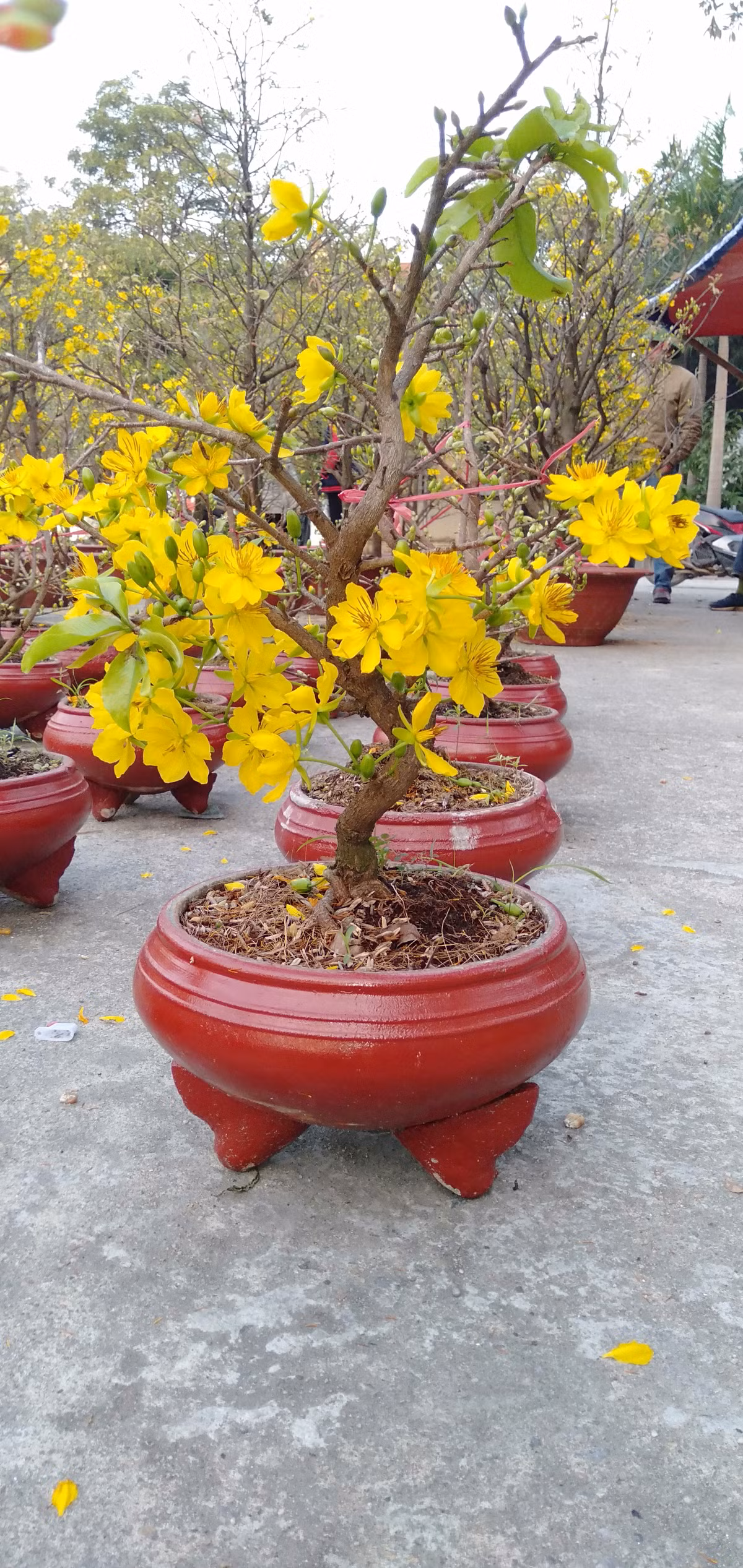 Mặc dù hoa đã bung nở nhưng cây mai có rất nhiều nụ, anh Linh cho biết, nếu thời tiết thuận lợi thì hoa sẽ nở rộ đúng dịp Tết. Vì vậy, người dân không cần lo việc hoa nở sớm.