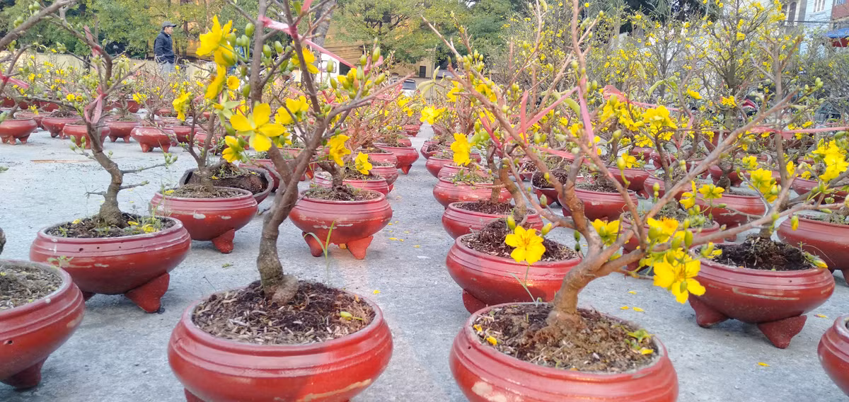 Những chậu cây mai nhỏ này có rất nhiều hoa, những nụ nhỏ sẽ nở hoa đúng dịp Tết.