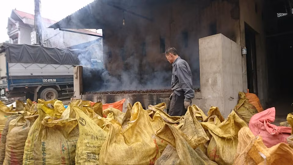 Hoa hồi mua xong được đem sấy đỏ lửa suốt cả ngày lẫn đêm.