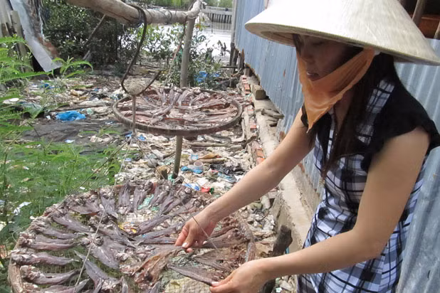 Hình dáng “dị” so với các loài cá thường thấy, mắt lồi như mắt ếch. Chúng chạy, nhảy kiếm mồi trên cạn dễ dàng, điều mà những loài cá khác không làm được. Khô cá thòi lòi nước lợ là một món khô đặc sản miền Tây có tiếng. Giá mỗi kg khô cá thòi lòi từ 175.000 – 400.000 đồng. Chúng trở thành nguồn lợi kinh doanh cho không ít gia đình.