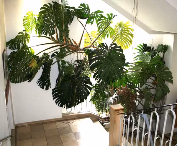 Khảo sát trên các trang mạng online như amazon.com, gardenweb.com, cây Monstera deliciosa bán với giá 6 USD -8 USD (130.000 -175.000 đồng, tùy vào độ tuổi của cây). Giá vận chuyển, đặt hàng cần cộng thêm 8-9 USD (175.000 -195.000 đồng).