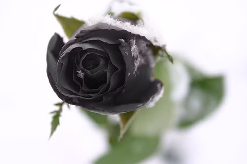 Khi trồng hoa hồng đen nên lưu ý đặt chậu cây ở nơi thông thoáng để tránh sâu bệnh, cây ánh sáng (khoảng 6 tiếng/ngày). Hoa hồng không phát triển tốt khi có bóng râm hoặc phải mọc chen chúc, hạt giống nên gieo cách nhau từ 20 -30cm.