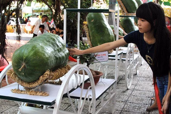 Thương lái từ khắp nơi đổ về làng Chánh Trạch mua hàng chục tấn bí đao. Thậm chí, nhiều người mua hạt giống bí đao để tự trồng. Ảnh trái bí đao khổng lồ tại Lễ hội trái cây 2015.