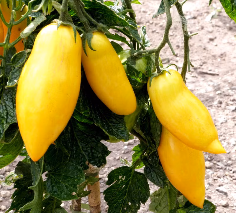 Cách trồng và chăm sóc cho cà chua Banana Leg không cầu kỳ. Hạt giống gieo ở độ sâu 0,5 cm, đặt ở nơi có ánh nắng nhẹ, hạt sẽ nảy mầm trong vòng 7-10 ngày.