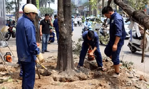 Ha Noi van chua ky luat can bo vu chat cay xanh