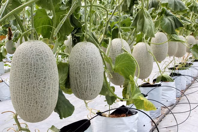 Đây là một trong những giống dưa lưới có giá thành cao hiện nay, 65.000 - 85.000 đồng/kg. Ruột dưa màu cam, vị ngọt thanh mát và thơm. Dưa lưới Bảo Khuê trồng trong nhà màng, thời gian thu hoạch chậm hơn các giống dưa khác.