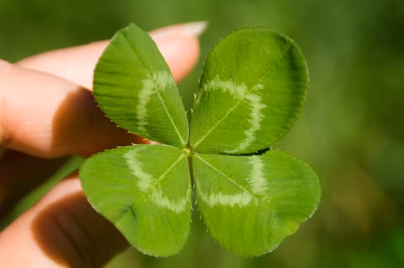 Cỏ ba lá được ưa thích vì khả năng sống cao, chịu được khí hậu khắc nghiệt và không quá cầu chăm sóc. Chiếc lá hình những trái tim chụm lại đẹp mắt.