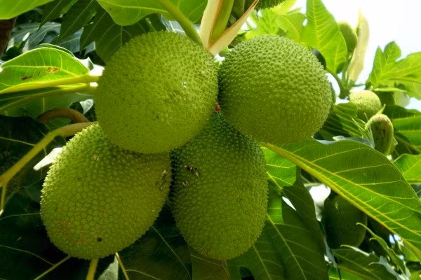 Nắm bắt được cơn "sốt" sa kê, không ít cửa hàng bán cây giống cũng rao bán loại cây này, giá cây sa kê dao động từ 20.000 -120.000 đồng (cao từ 25 - 70cm). Riêng những cây cao trên 1m rao bán cả triệu đồng.