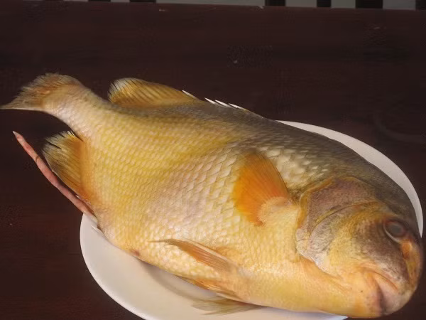 Nhiều chất bổ dưỡng, chế biến các món cháo, gỏi ngon, lạ miệng, cộng thêm sự khan hiếm nên cá chìa vôi luôn được giới sành ăn săn lùng.