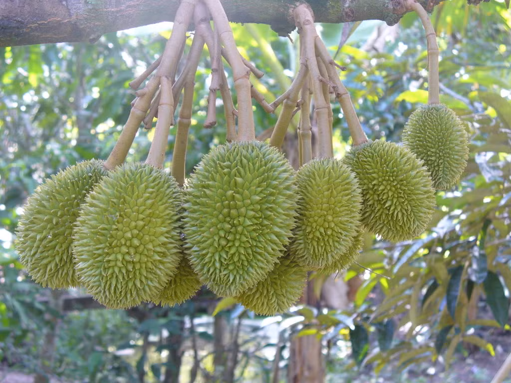 Với mức giá thu mua cao, trúng mùa, mỗi ha sầu riêng, nhà vườn ở Sóc Trăng, Bến Tre có thể thu lãi tới hàng trăm triệu. Trái sầu riêng nặng trung bình từ 3 – 5 kg, múi vàng sậm màu mỡ gà, cơm dầy hạt lép, vị ngọt và béo ngậy.
