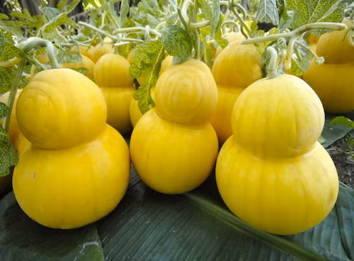 Trung bình, mỗi ruộng dưa năng suất có thể thu hoạch được cả trăm trái dưa hồ lô độc, lạ, đem lại thu nhập "khủng" cho chủ vườn.