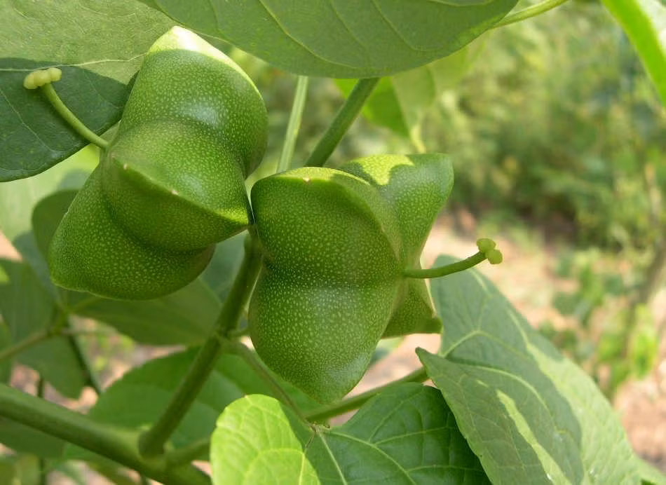 Tinh dầu hạt sachi cũng được sử dụng nhiều trong công nghệ hóa mỹ phẩm, trở thành trợ thủ đắc lực cho việc làm đẹp làn da, mái tóc nhờ những dưỡng chất cung cấp cho người sử dụng.