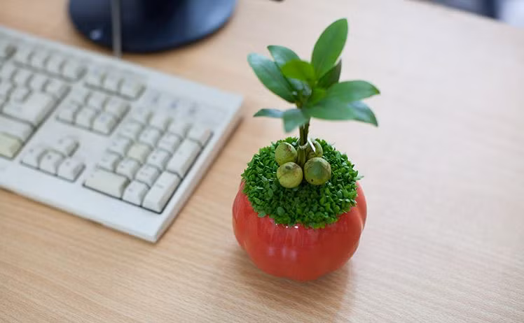 Trồng xen cỏ với các loại cây khác giúp chậu cảnh mini thêm hút mắt, đáng yêu.