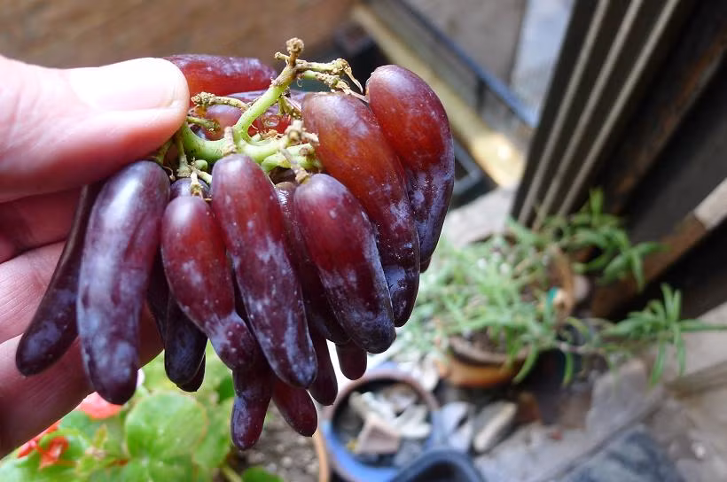 Hình dạng độc đáo, hương vị ngọt và khá hiếm, chúng trở thành một trong những loại trái cây quý được giới sành ăn yêu thích, nguyên liệu cao cấp trong chế biến các món ăn ở nhà hàng sang trọng.