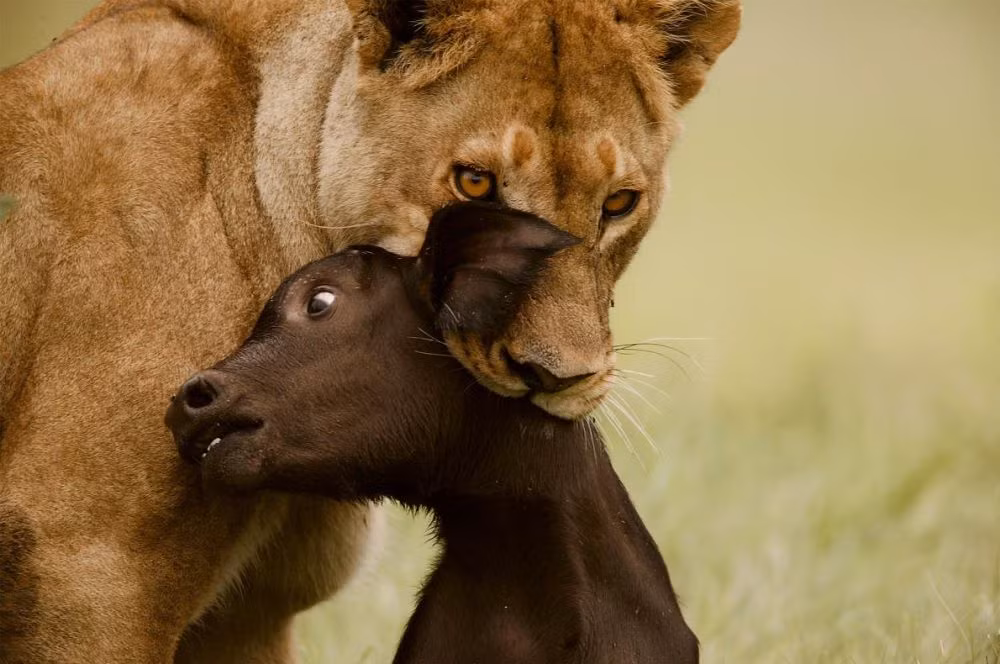Trong ảnh là sư tử cái hạ gục con mồi chỉ trong một nhát cắn. (Ảnh: Baverly Joubert/National Geographic)
