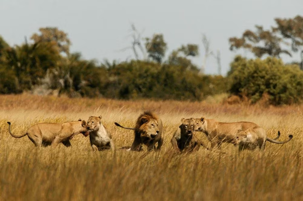 Bầy sư tử bố trí đội hình khi đi săn. (Ảnh: Baverly Joubert/National Geographic)