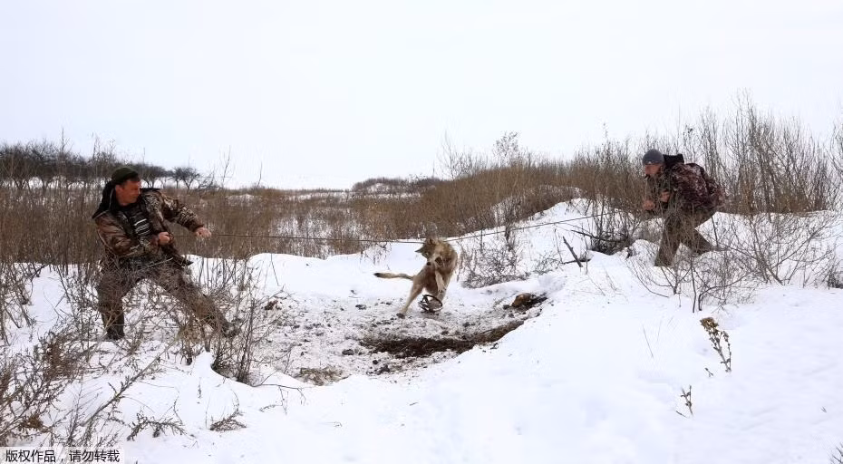 Gần đây, người dân tại làng Khrapkovo, Ukraina liên tục săn giết những con chó sói hoang dã bằng nhiều phương pháp khác nhau. Mặc dù nhìn hình ảnh có vẻ tàn nhẫn nhưng họ buộc phải làm như vậy. (Nguồn Sina)
