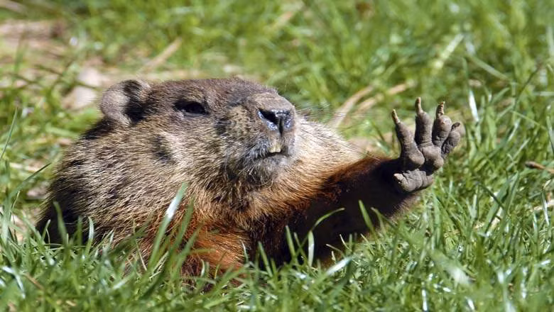 Theo phân loài, sóc macmot có tên khoa học là Marmota monax, một loài động vật có vú trong họ Sóc, bộ Gặm nhấm. Phân bố rộng rãi ở Bắc Mỹ và phổ biến ở Đông Bắc và Trung bộ nước Mỹ nhưng cũng được nhìn thấy ở tận Alaska. (Nguồn Sina)