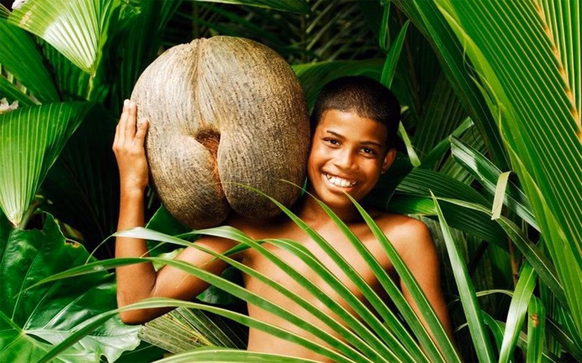Quả Coco de mer hay còn gọi là dừa biển, dừa đôi, có hình dáng giống hệt như bờ mông của người phụ nữ. (Nguồn Sina)