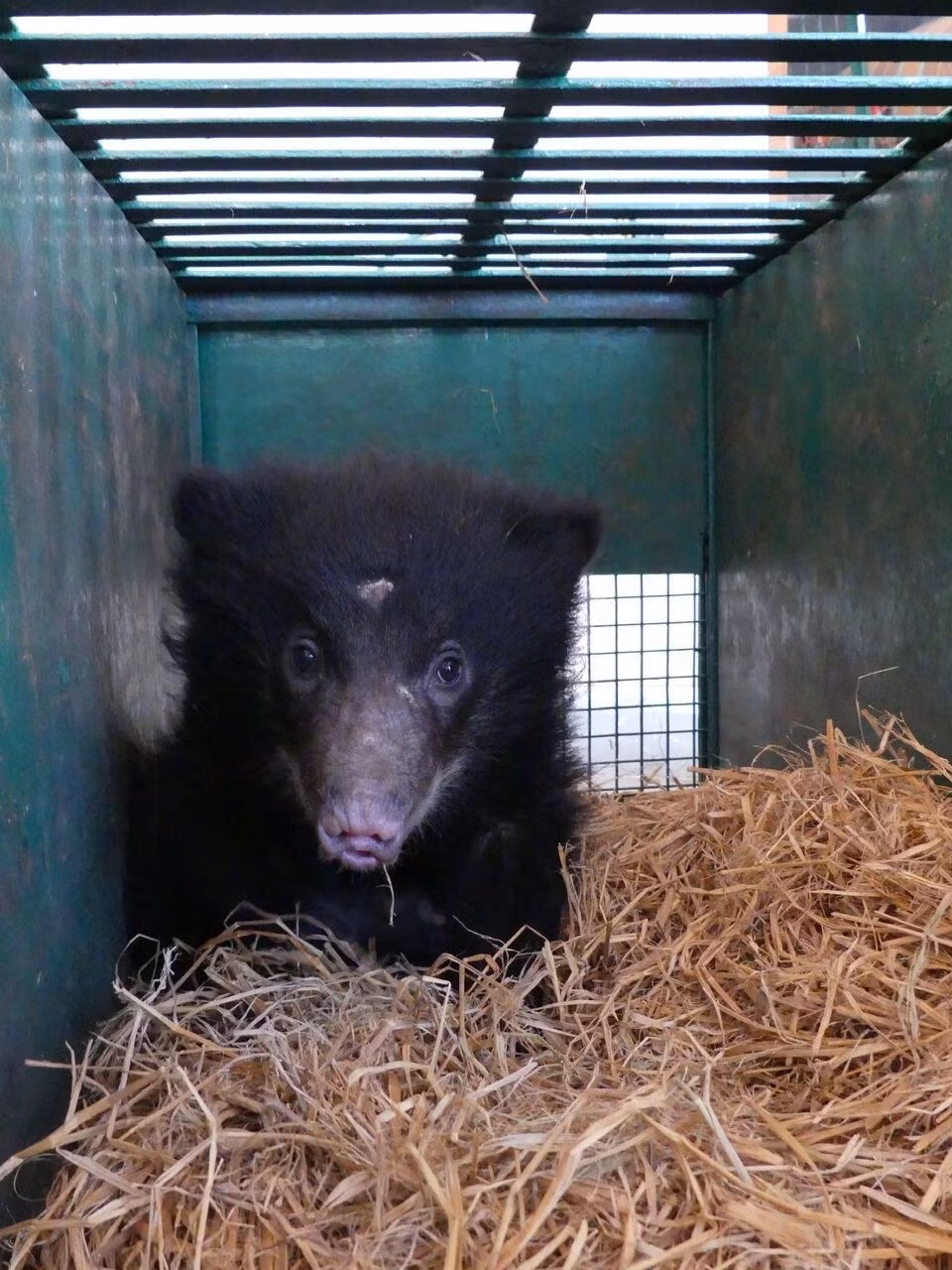 Sau đó, gấu con mồ côi được các nhân viên cứu hộ đưa về cơ sở Agra Bear Rescue Facility (ABRF) ở bang Uttar Pradesh, Ấn Độ để chăm sóc, nuôi dưỡng. (Nguồn Dodo)