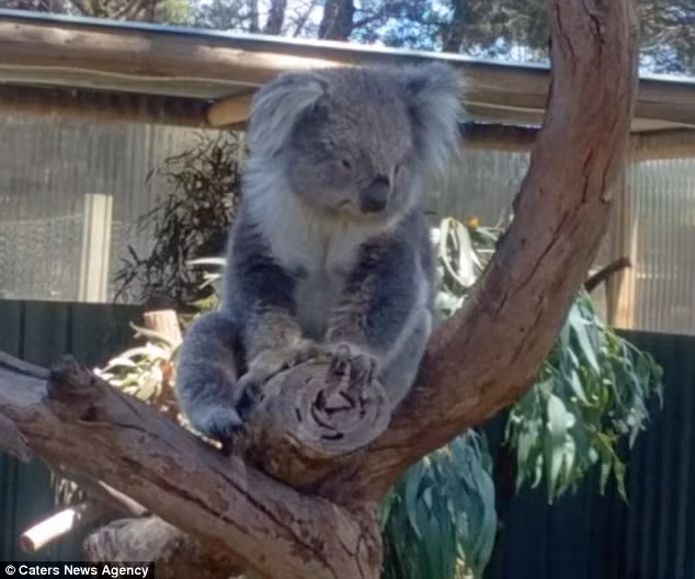 Về phần gấu koala chiến thắng, sau khi lấy được vị trí ngồi của mình, nó cũng không mấy vui vẻ, có lẽ vẫn đang giận dỗi với hành động tranh cướp của bạn mình. (Nguồn Sina)