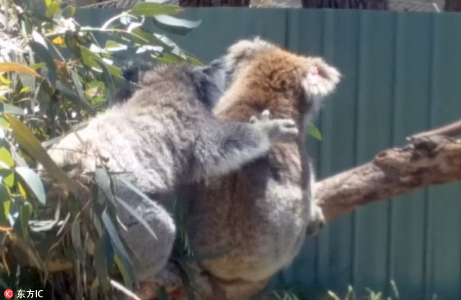 Tại công viên bảo tồn động vật hoang dã Moonlit Sanctuary, Pearcedale, bang Victoria, Australia, hai chú gấu koala đáng yêu đã khiến nhiều du khách thích thú với màn đại chiến giành chỗ tắm nắng của mình. (Nguồn Sina)