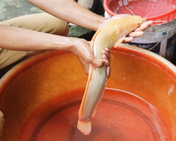 Trước đó, vào tháng 11/2016, anh Đặng Văn Lợi ngụ tại xóm Thái Lộc, xã Nghi Thái, huyện Nghi Lộc, Nghệ An cũng đã may mắn câu được một con cá trê vàng kỳ lạ khi buông cần tại một mương nước ngay gần nhà.